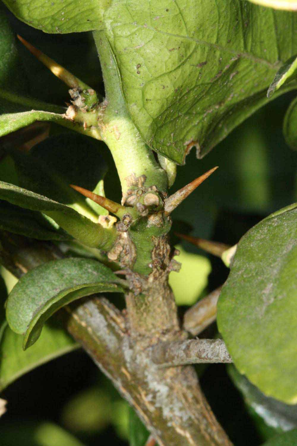              Second - third year twig (Riverside, CA)       